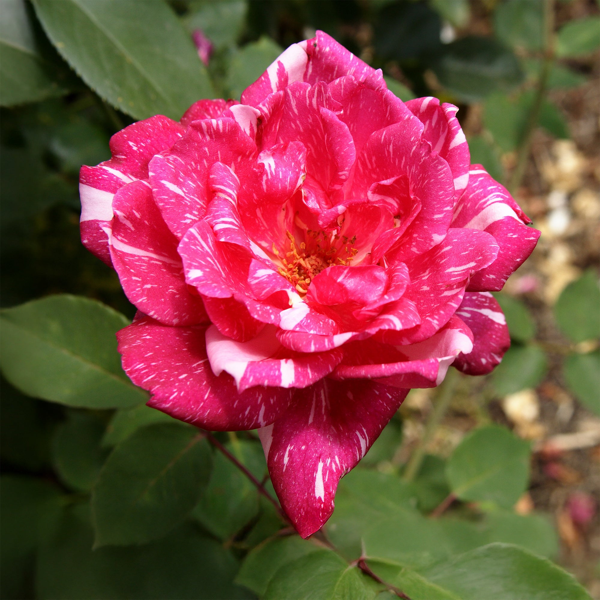 Bakker Rosier buisson Candy Stripe rosier rayé racine nue