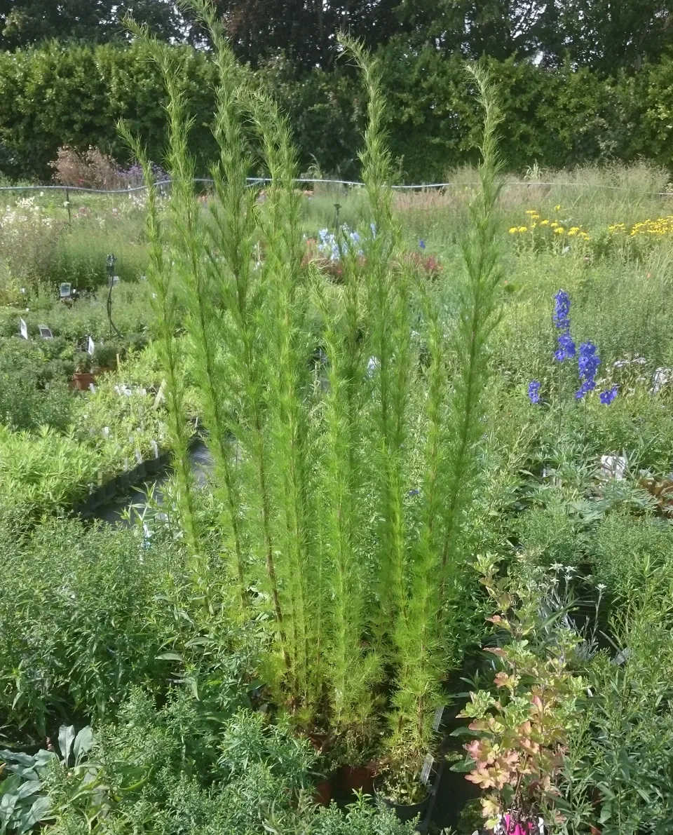Passion Vivaces Eupatorium Elegant Plume vivace godet sec