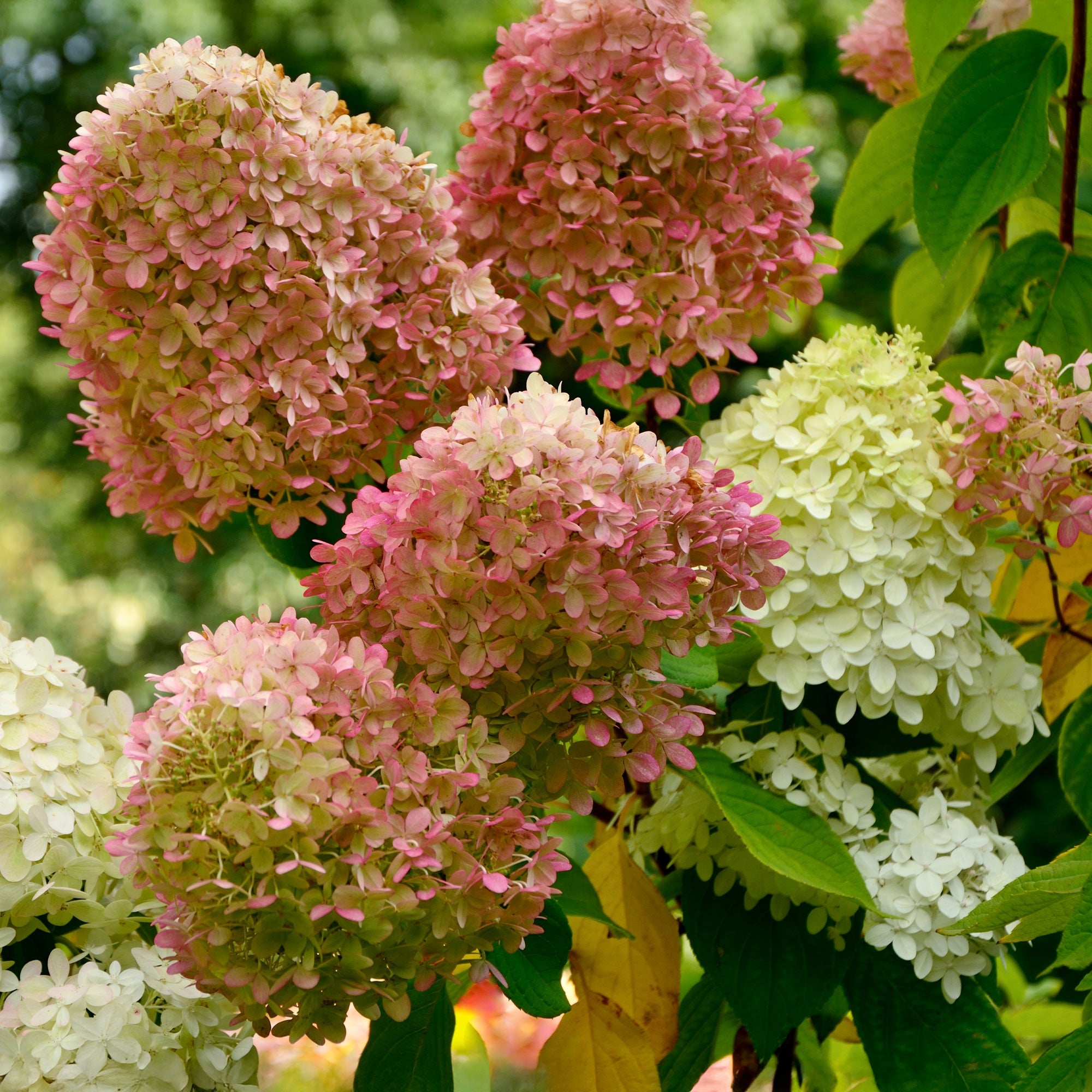 Bakker Hortensia Romantic Ace arbuste pot 8cm blanc crème