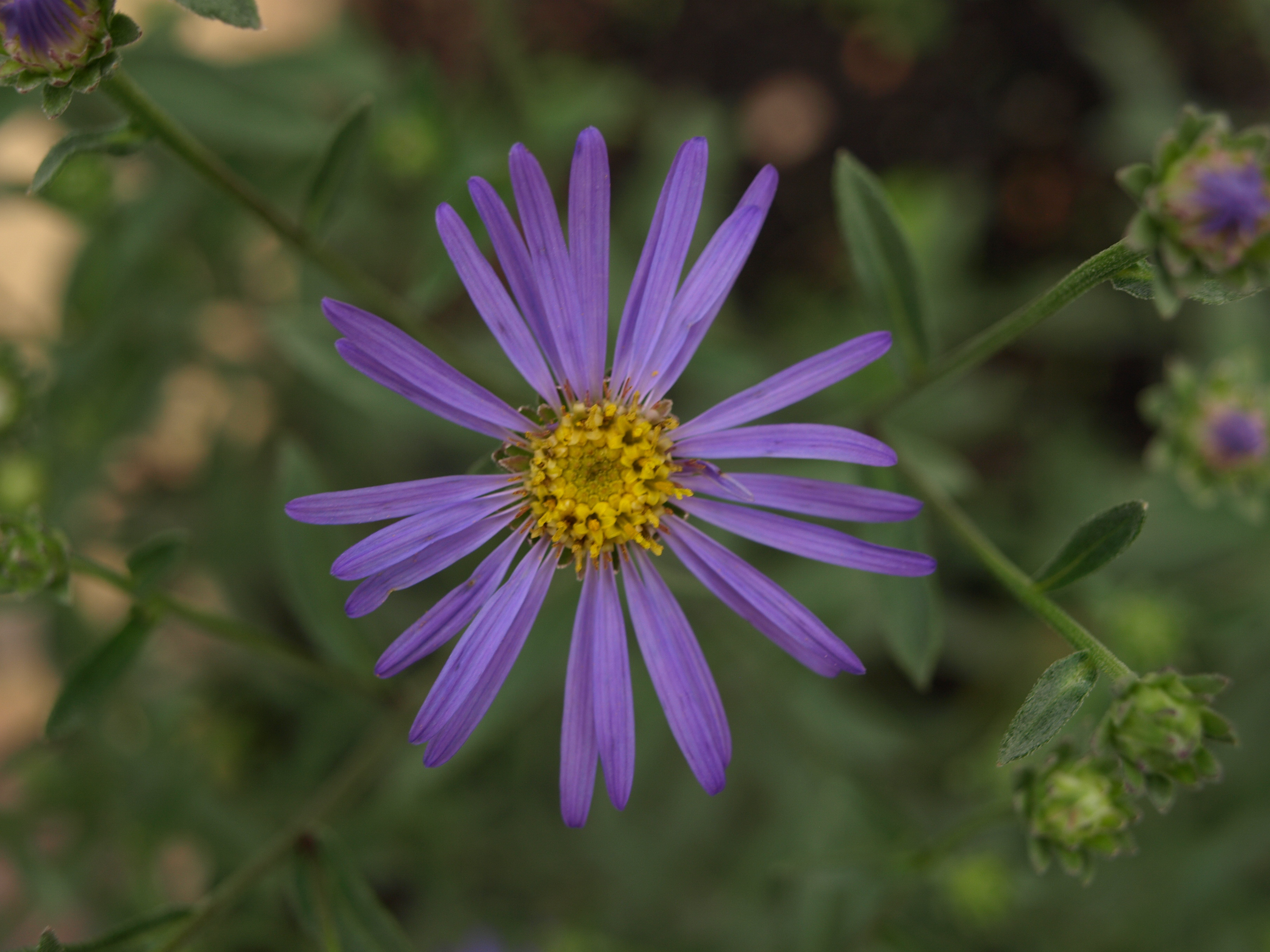 Passion Vivaces Aster amellus Framfieldii vivace godet lavande