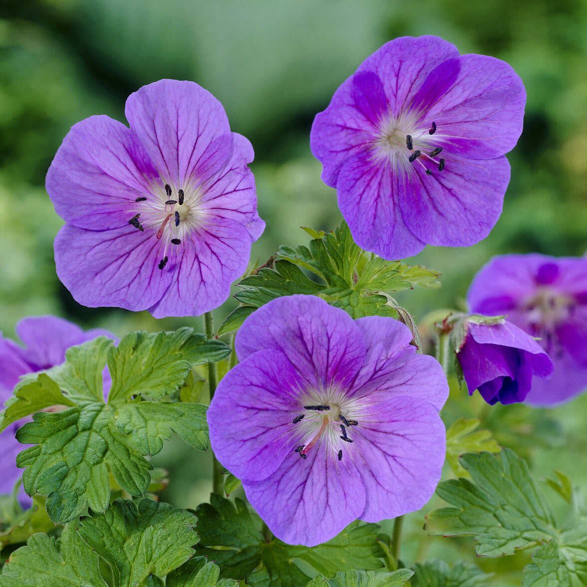 Bakker Géranium Himalaya Gravetye vivace violet pot 9cm