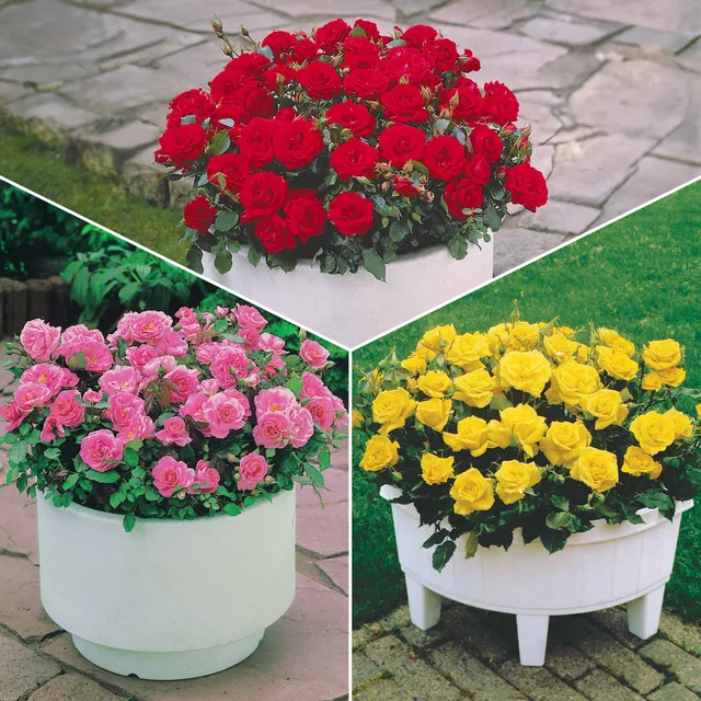 Bakker Mini-rosiers Randilla 3 couleurs racines nues