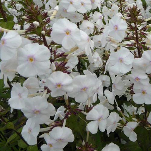 Bakker Phlox Schneelawine vivace blanche parfumée pot 9cm