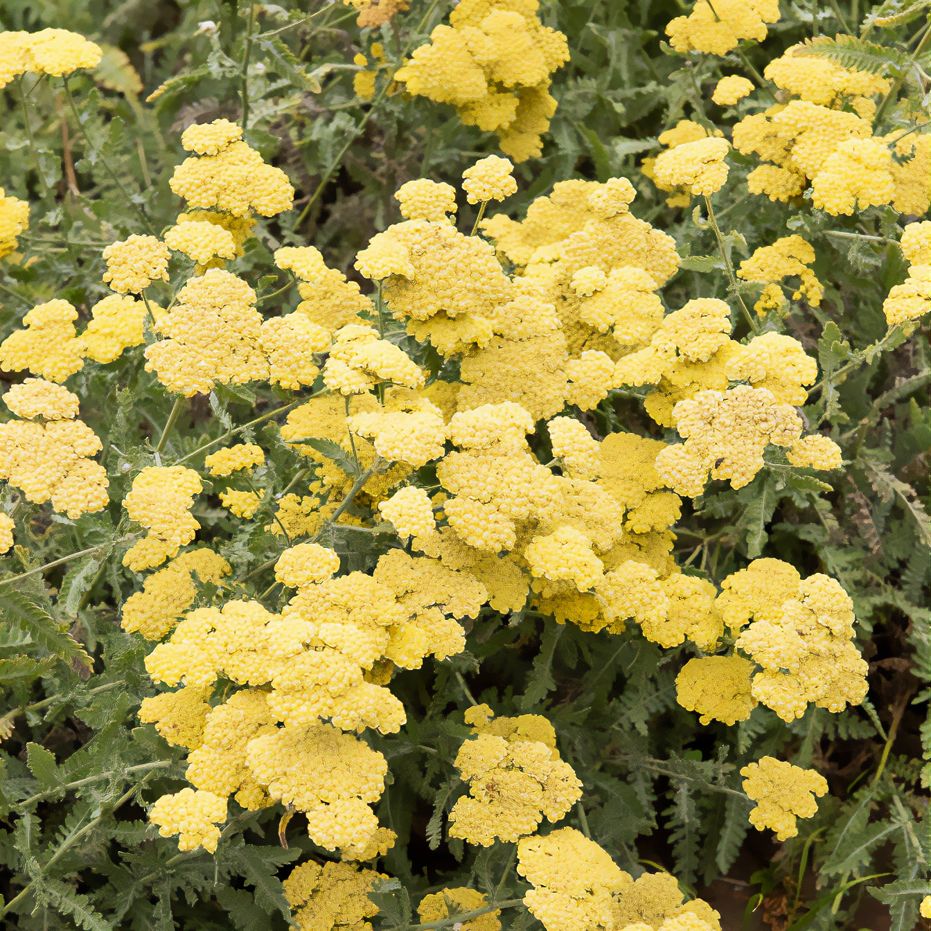 Bakker Achillée Little Moonshine plante vivace pot 8cm jaune