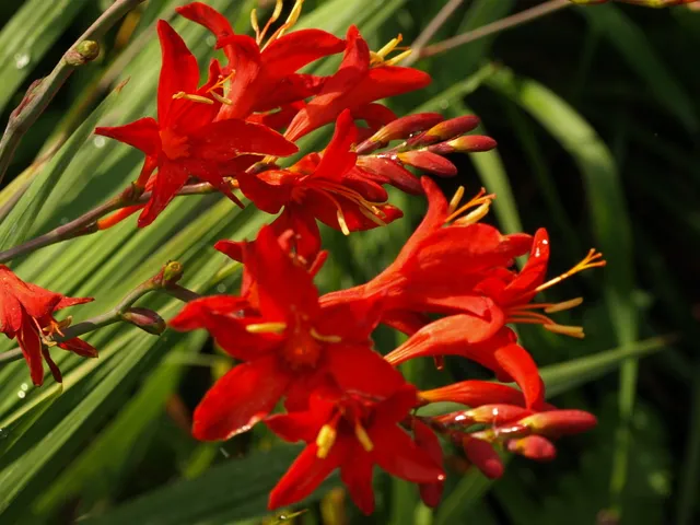 Crocosmia Vulcan plante vivace godet fleurs rouge orangé