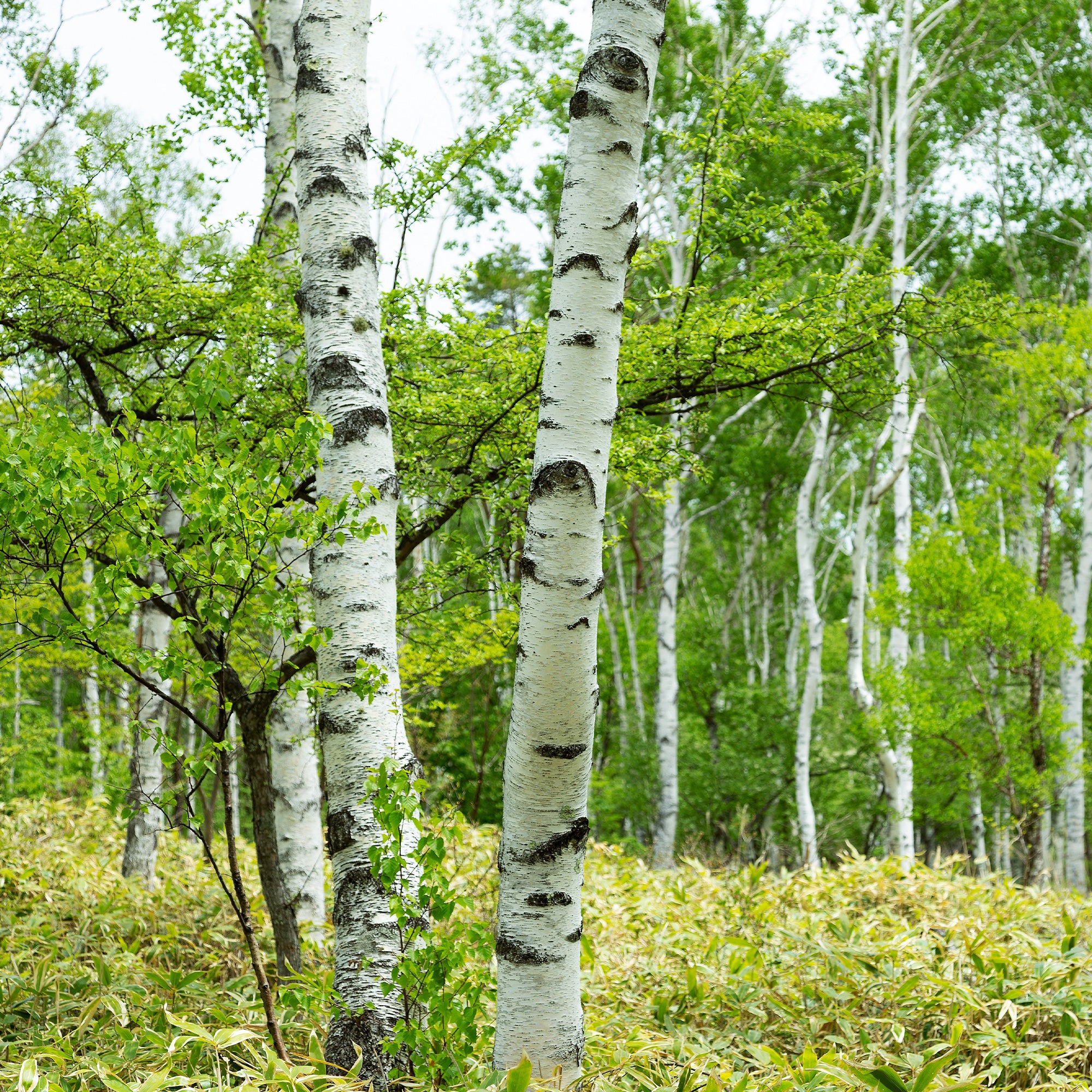 Bakker Bouleau commun arbre pot 2L 80-100cm écorce blanche
