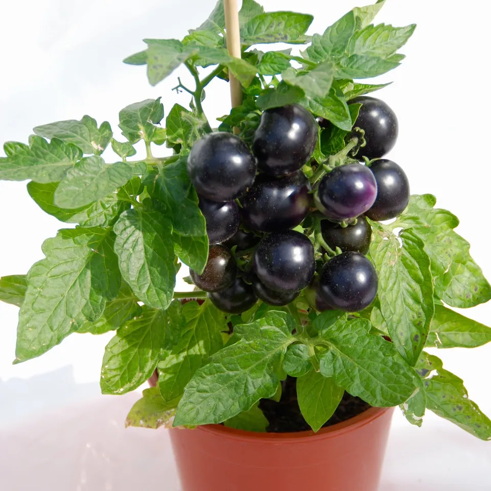 Bakker Potager et Graines Tomate cerise Tartufo plants 3 pots comestible
