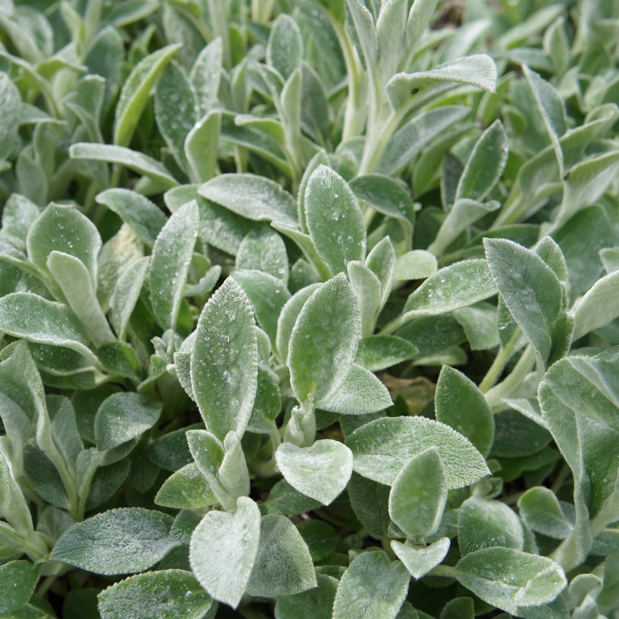Bakker Plantes vivaces Oreille de Lapin stachys pot 9cm argenté
