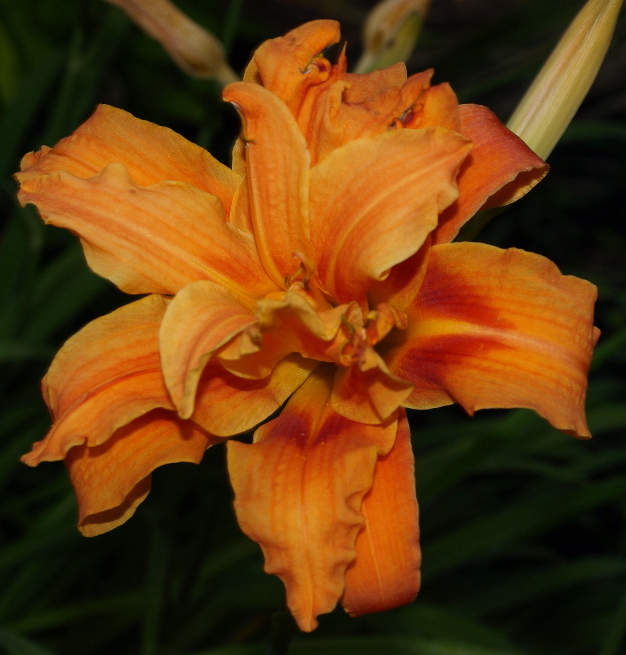 Passion Vivaces Hemerocallis fulva Kwenzo Variegata pot 1L