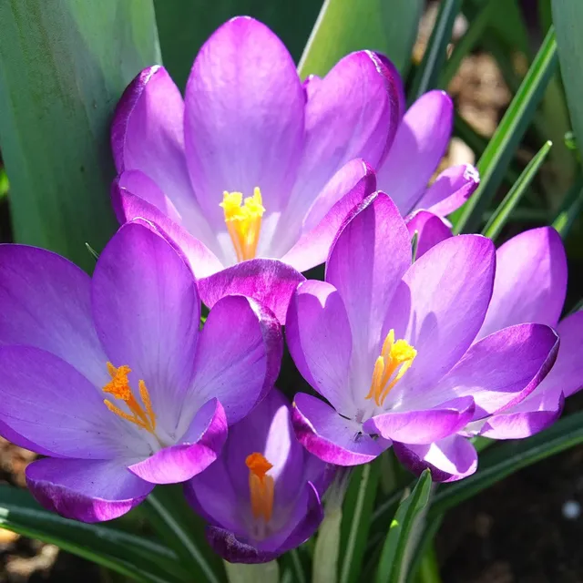Bakker Ruby Giant crocus sachet de 20 violet février-mars