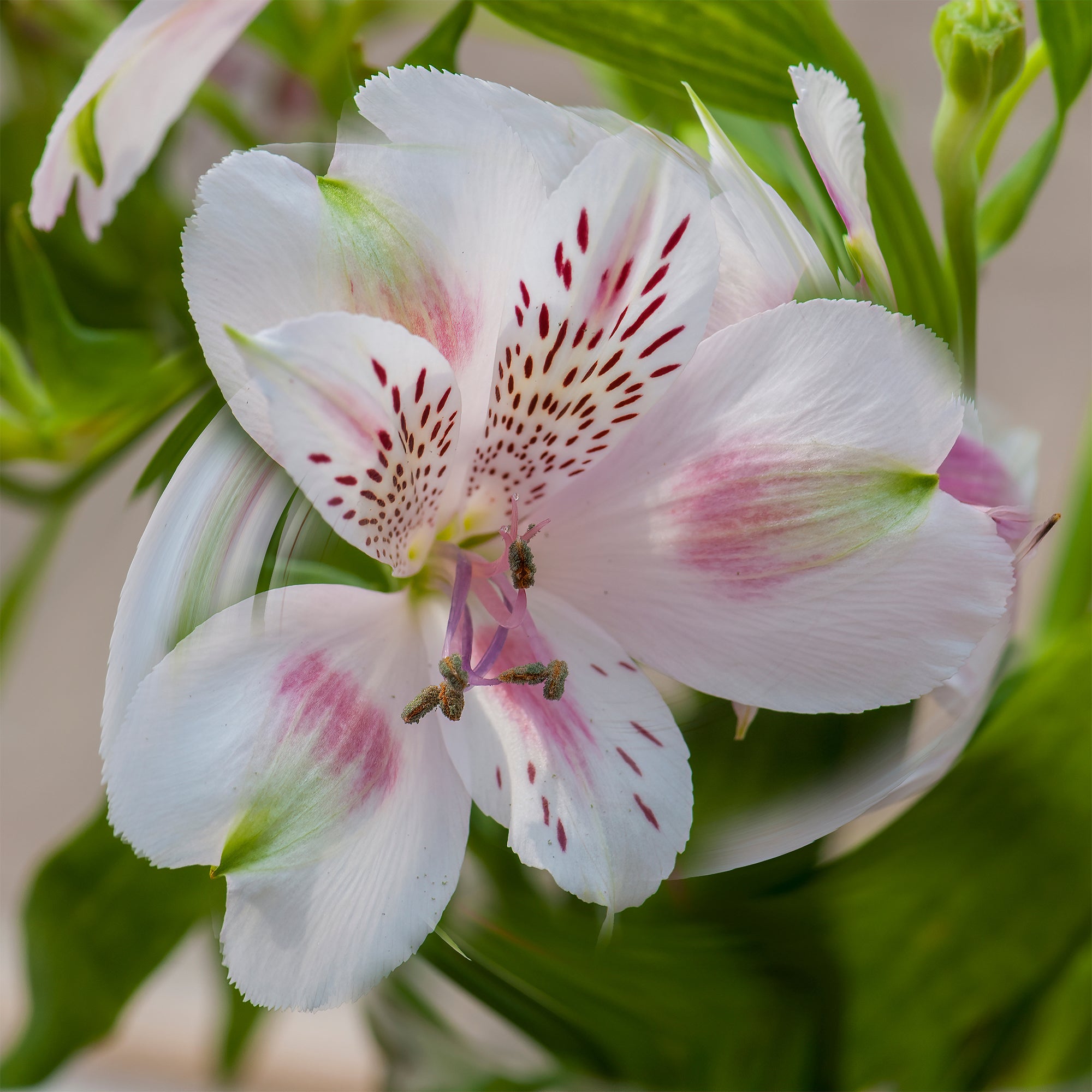 Bakker Plantes vivaces Alstroémère Béatrice pot rose