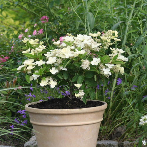 Bakker Hortensia Prim'White Dolprim arbuste blanc pot 3L