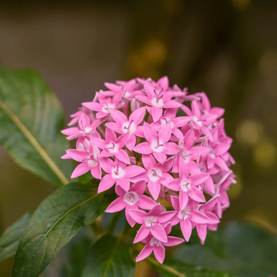 Bakker Pentas rose étoilée pot Ø10,5 cm papillons