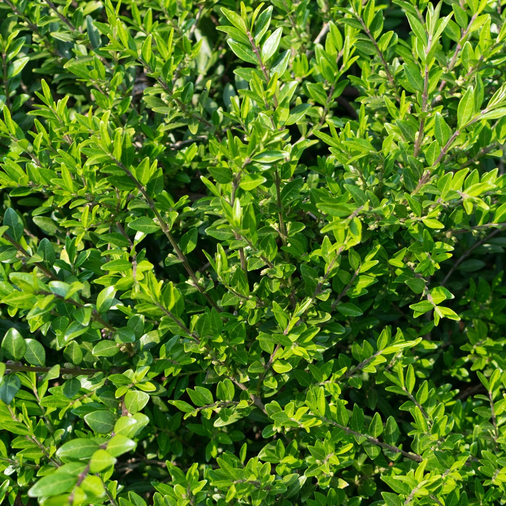 Bakker Chèvrefeuille à Cupule pot 2L couvre-sol persistant