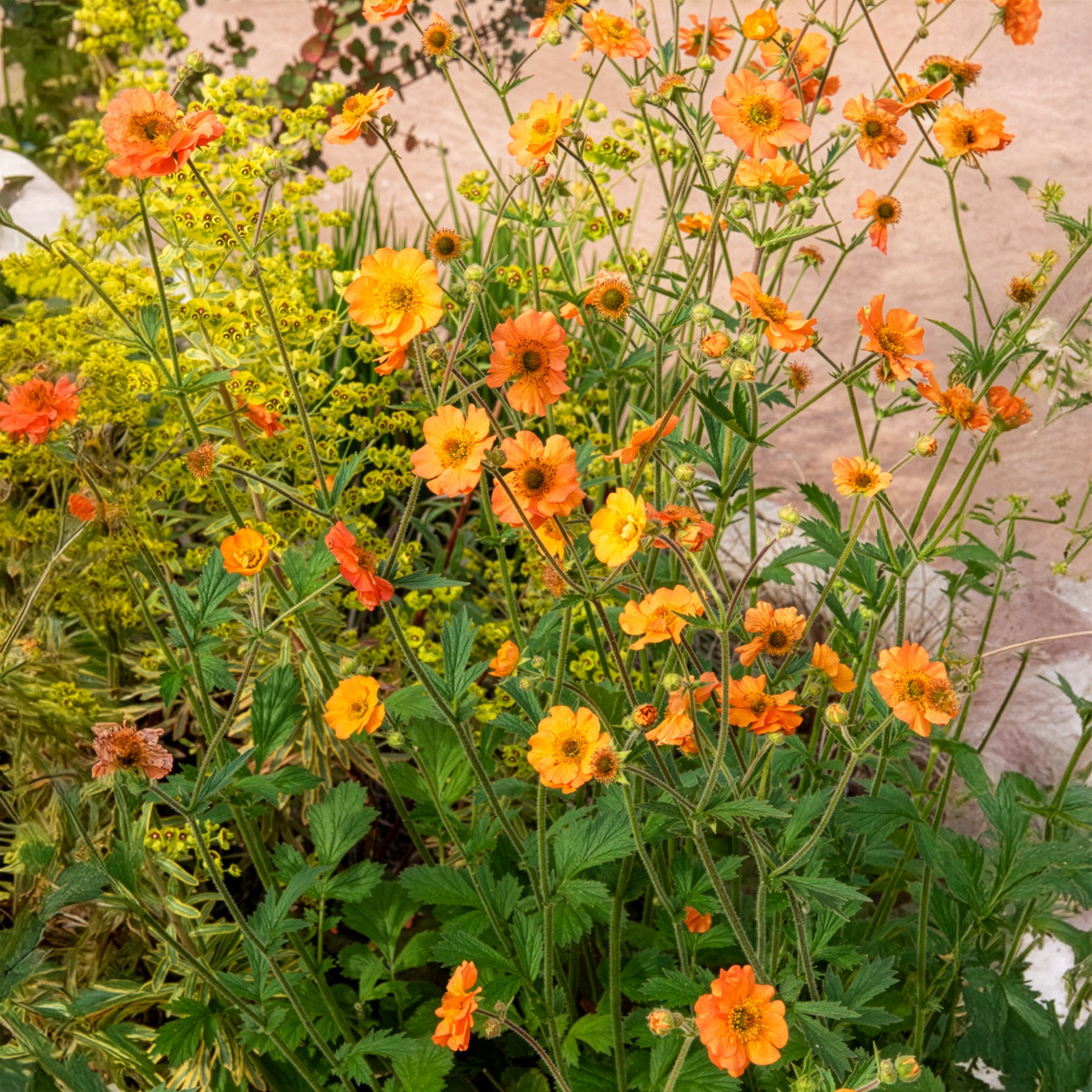 Bakker Vivaces Benoîte Totally Tangerine plante pot Ø 9 cm