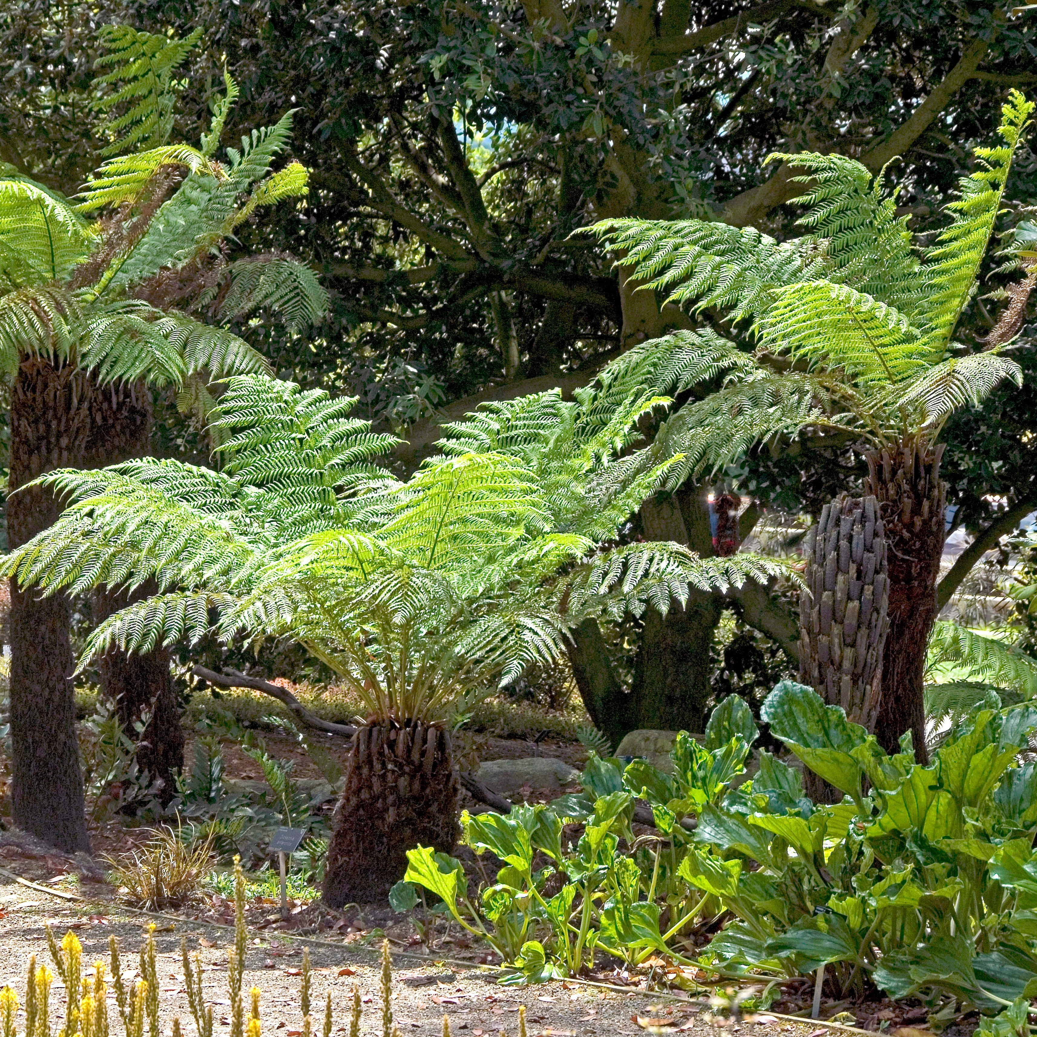 Bakker Plantes vivaces Fougère Tasmanie pot 9 cm