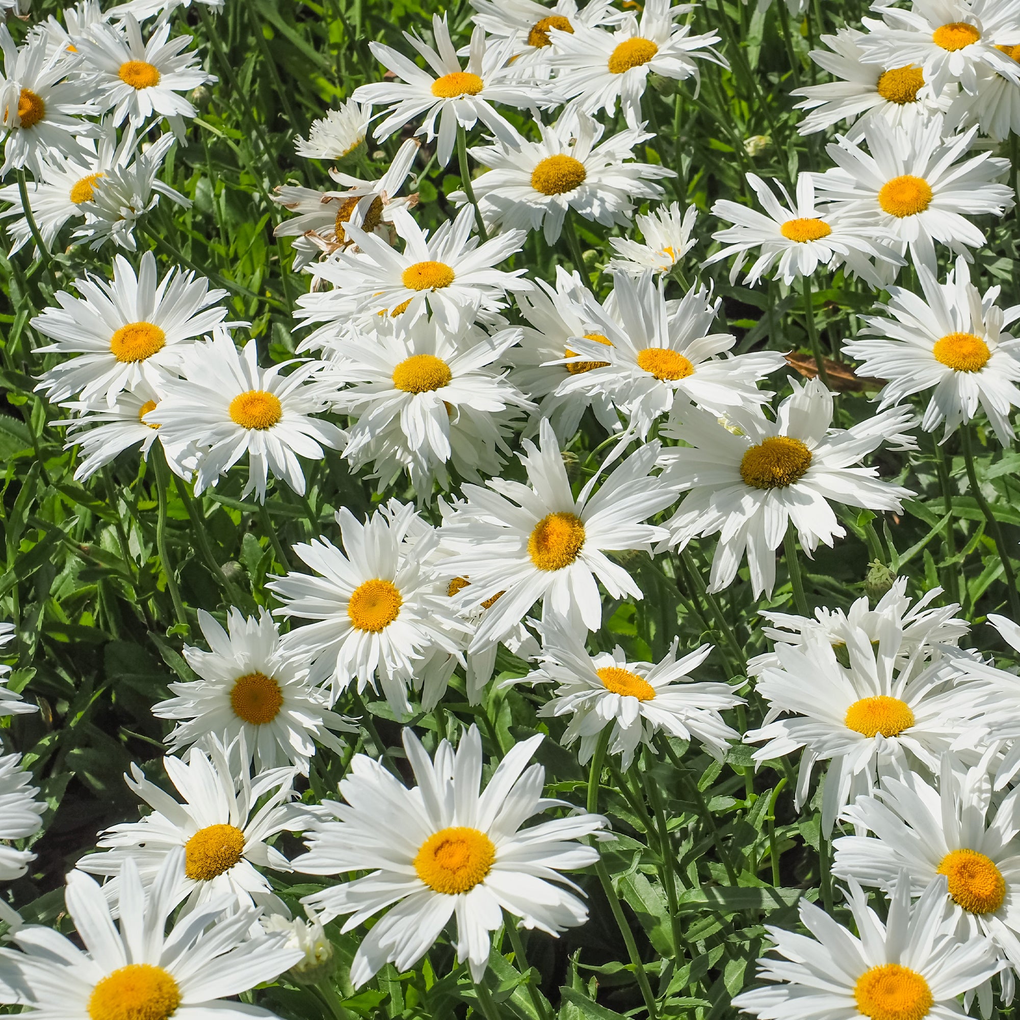 Bakker Massif fleuri 8 plantes vivaces 1,5 m² mi-ombre