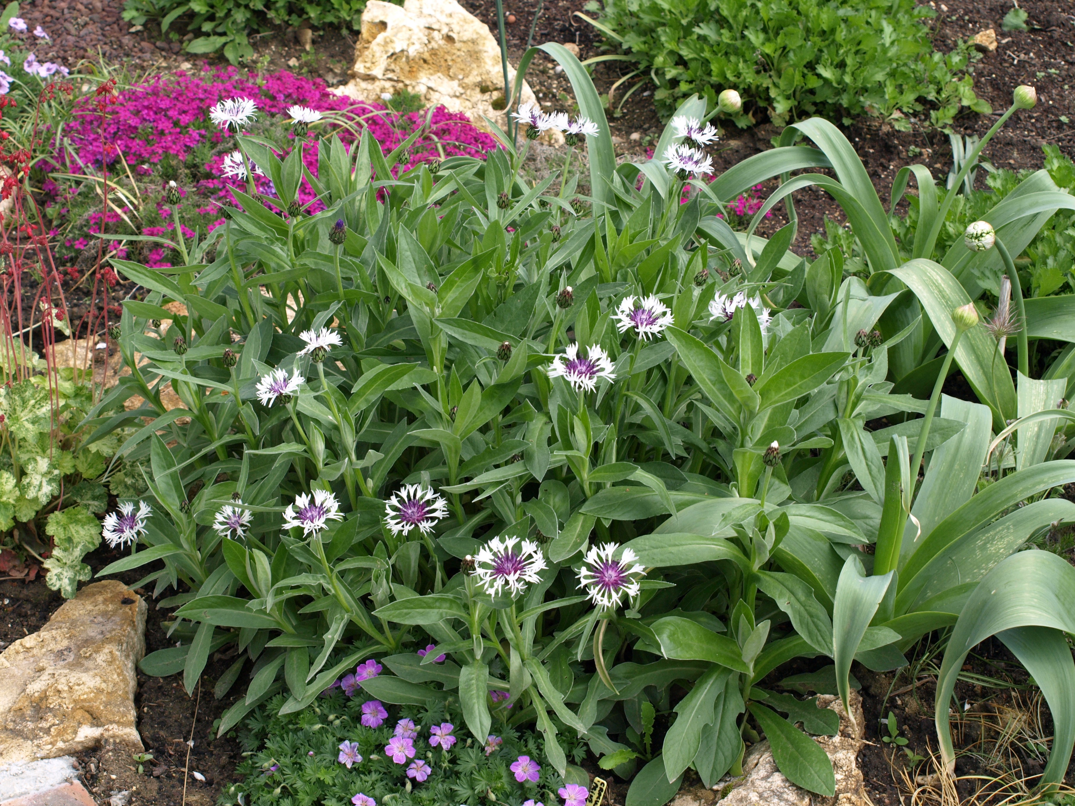 Passion Vivaces Centaurea montana Purple Heart plante vivace godet