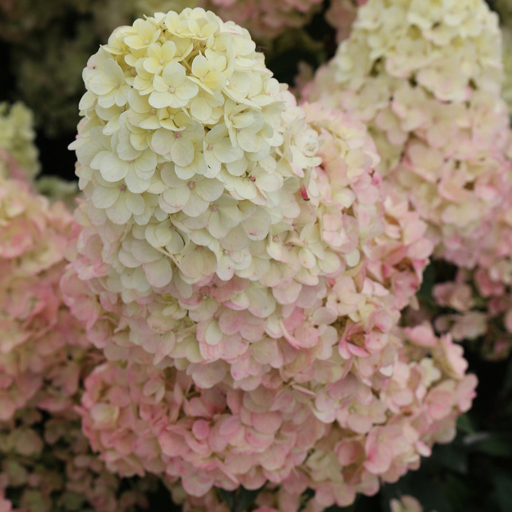 Bakker Sundae Fraise Rensun hortensia paniculé pot 3L rose
