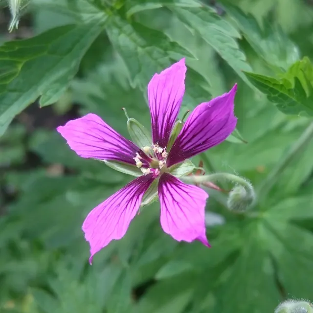 Passion Vivaces Geranium Hola Guapa vivace godet rose pourpré