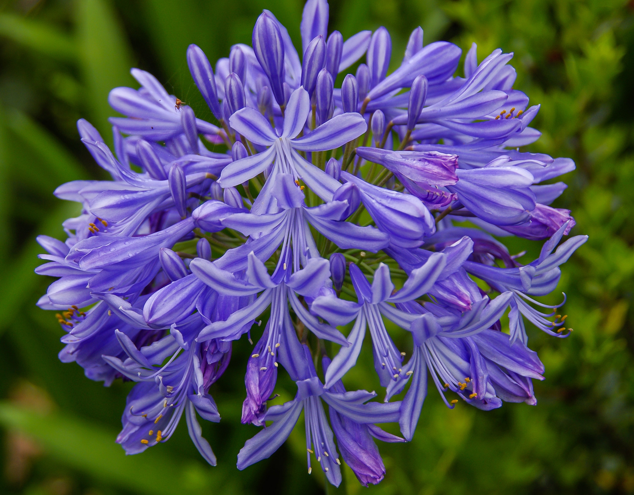 Passion Vivaces Agapanthus Dr Brouwer agapanthe plante vivace soleil