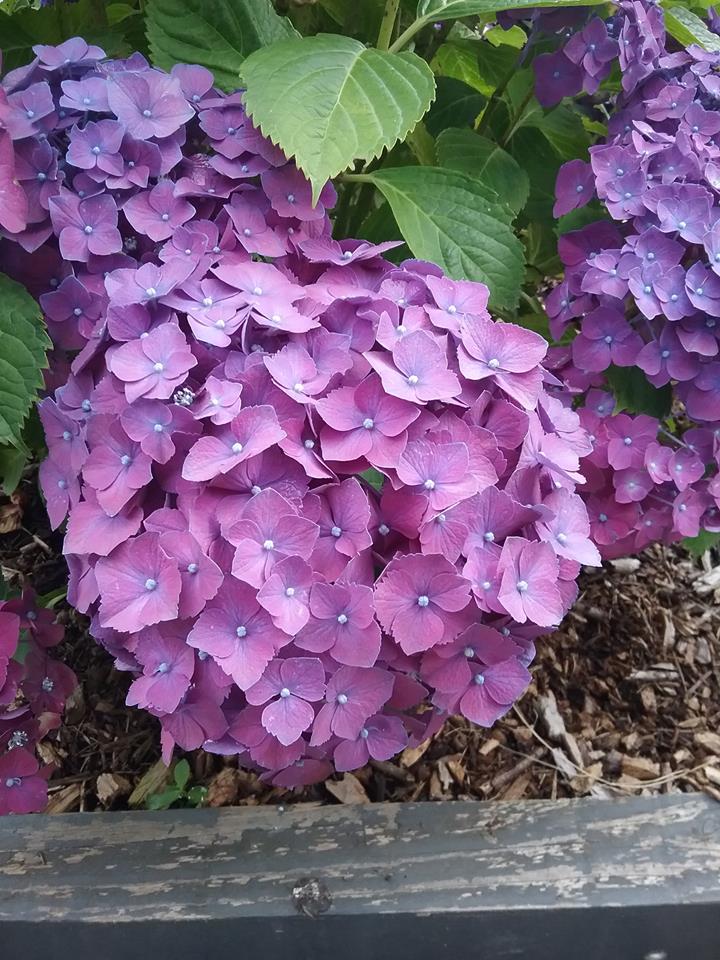 Les Hortensias du Haut Bois Montgomery hortensia boule fleurs rondes
