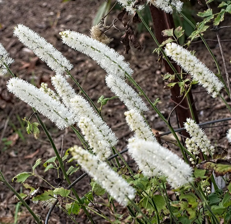 Passion Vivaces Actaea White Pearl plante vivace pot 1L blanc