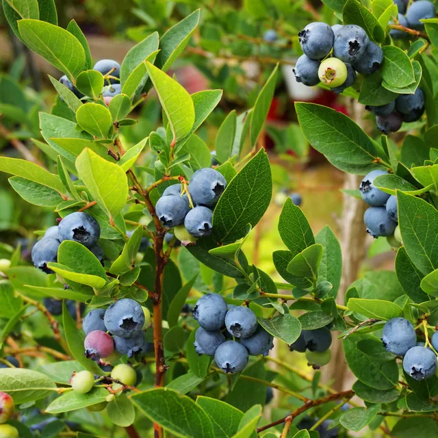 Bakker Myrtillier Vitaminos fruitier pot 11cm 30-40cm remontant