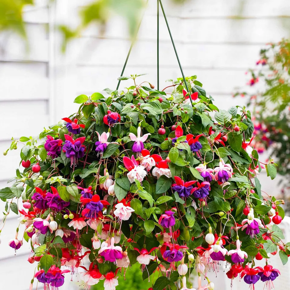 Bakker Fuchsias Blue Angel lot 3 pots Ø9cm balcon