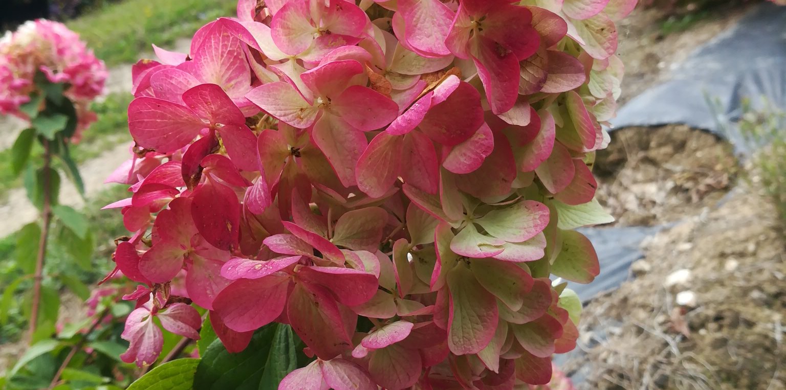 Les Hortensias du Haut Bois Diamand rouge hortensia paniculata