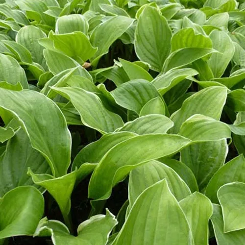 Bakker Hosta Fragrant Fire hosta pot Ø9cm parfumé blanc