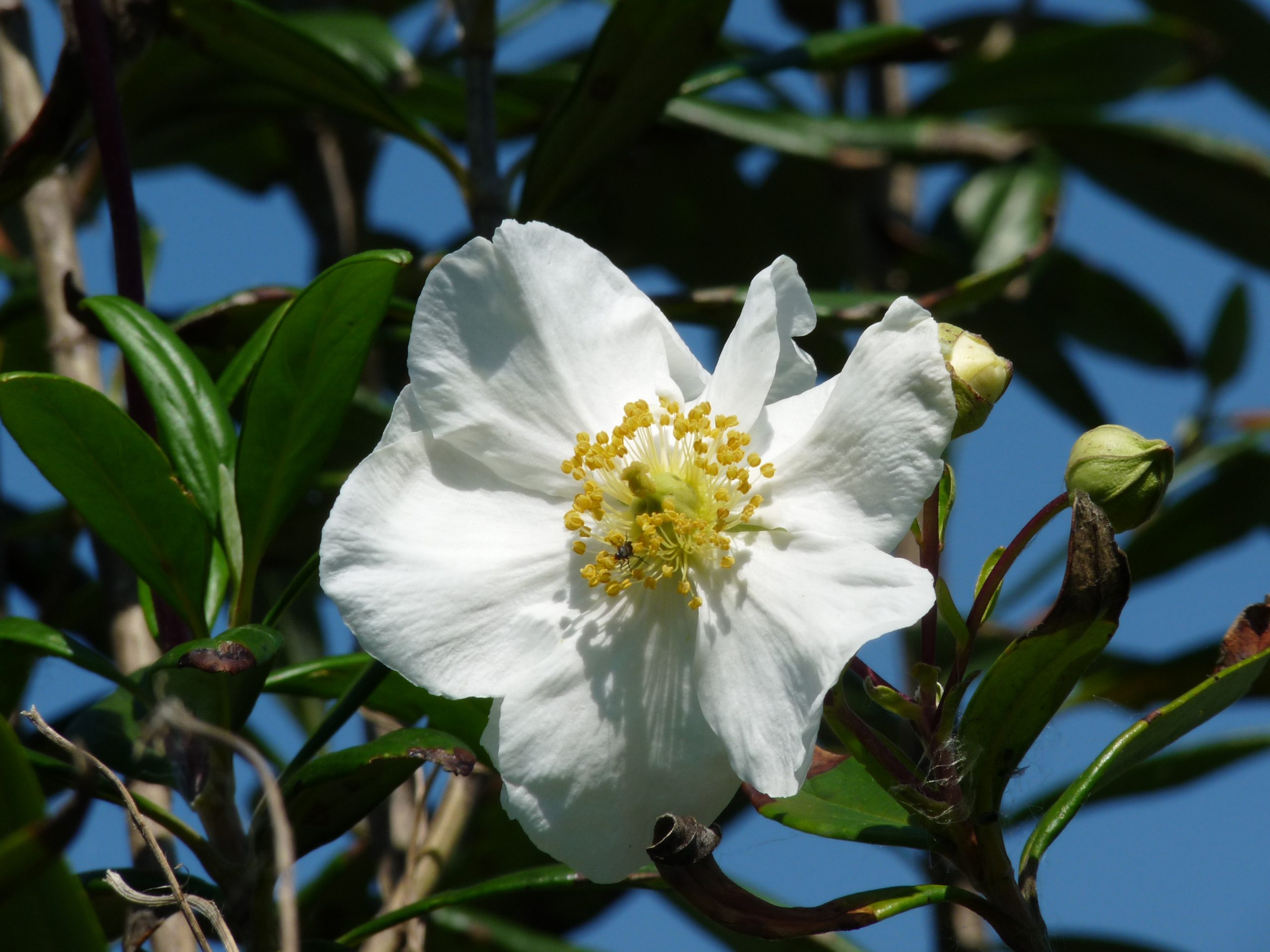 Les Hortensias du Haut Bois Carpenteria Californica arbuste blanc