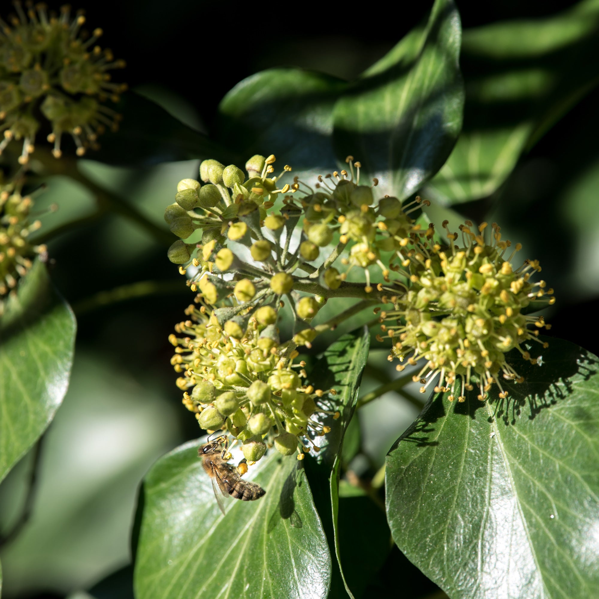 Bakker Hedera helix Arborescens lierre arbustif pot 2L