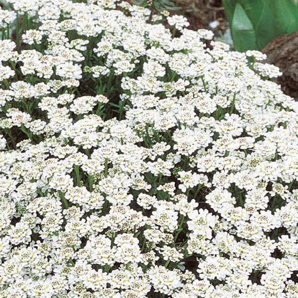 Bakker Iberis corbeille d'argent blanche sachet 0,3 g
