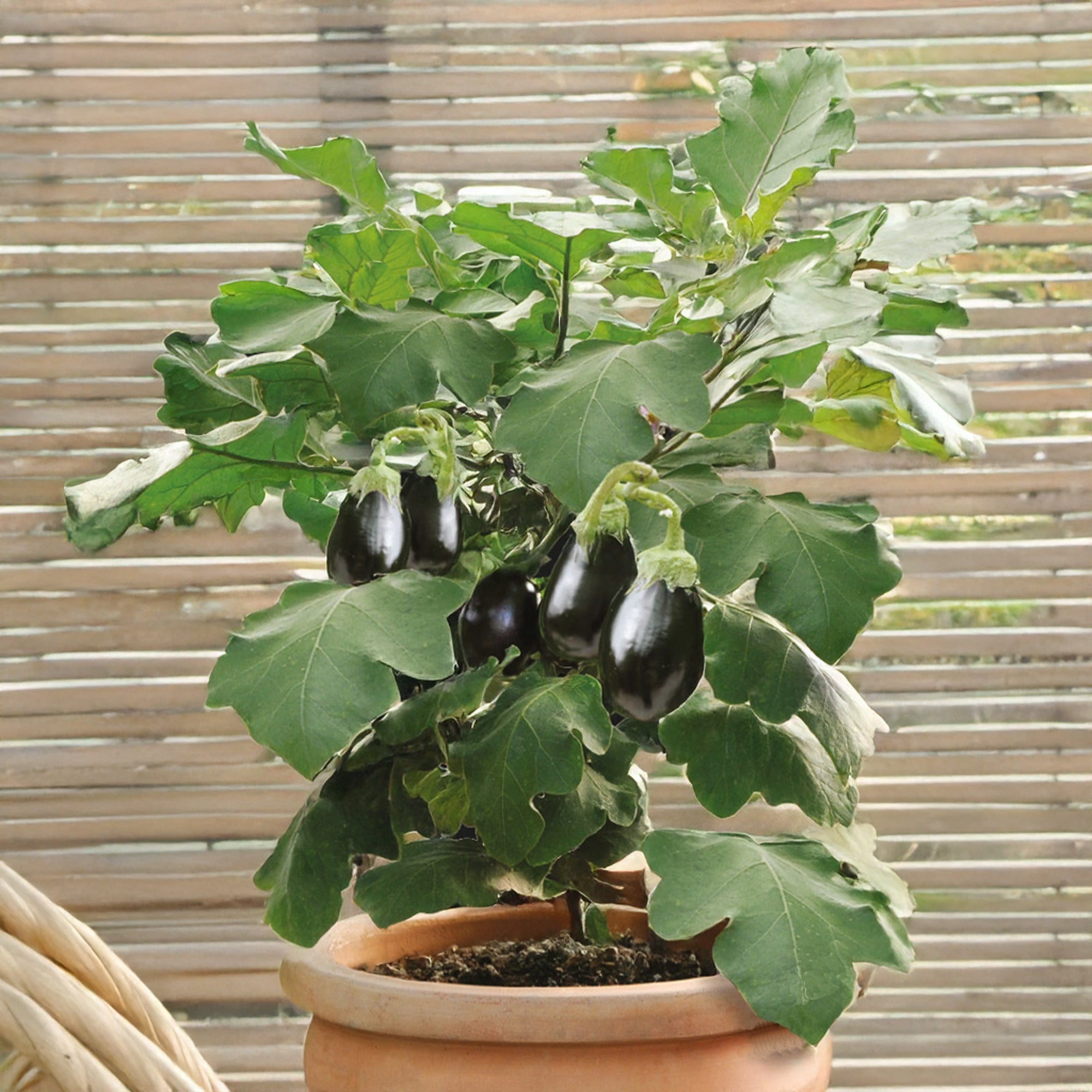 Bakker Patio Baby F1 graine aubergine sachet 10 graines naine