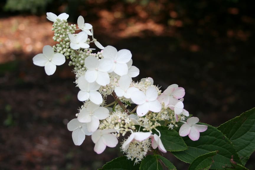 Les Hortensias du Haut Bois Big Ben hortensia paniculata godet
