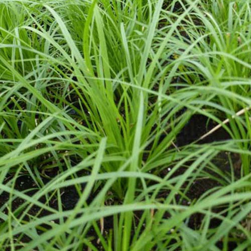 Bakker Carex montana laîche graminée pot 8cm