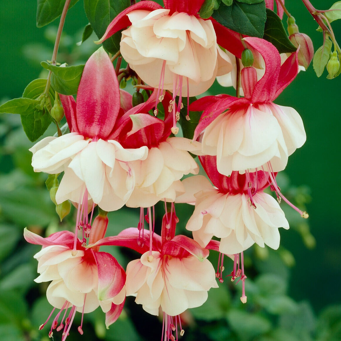 Bakker Terrasses Fuchsia Swingtime retombant 3 pots blanc