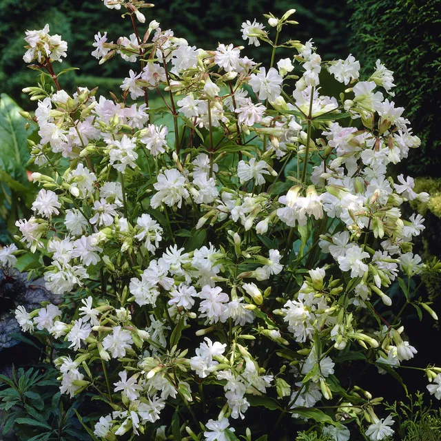 Bakker Alba Plena saponaire blanche vivace pot 9cm