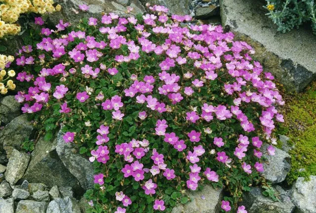 Passion Vivaces Erodium variabile Bishop's Form vivace pot 1 litre rose