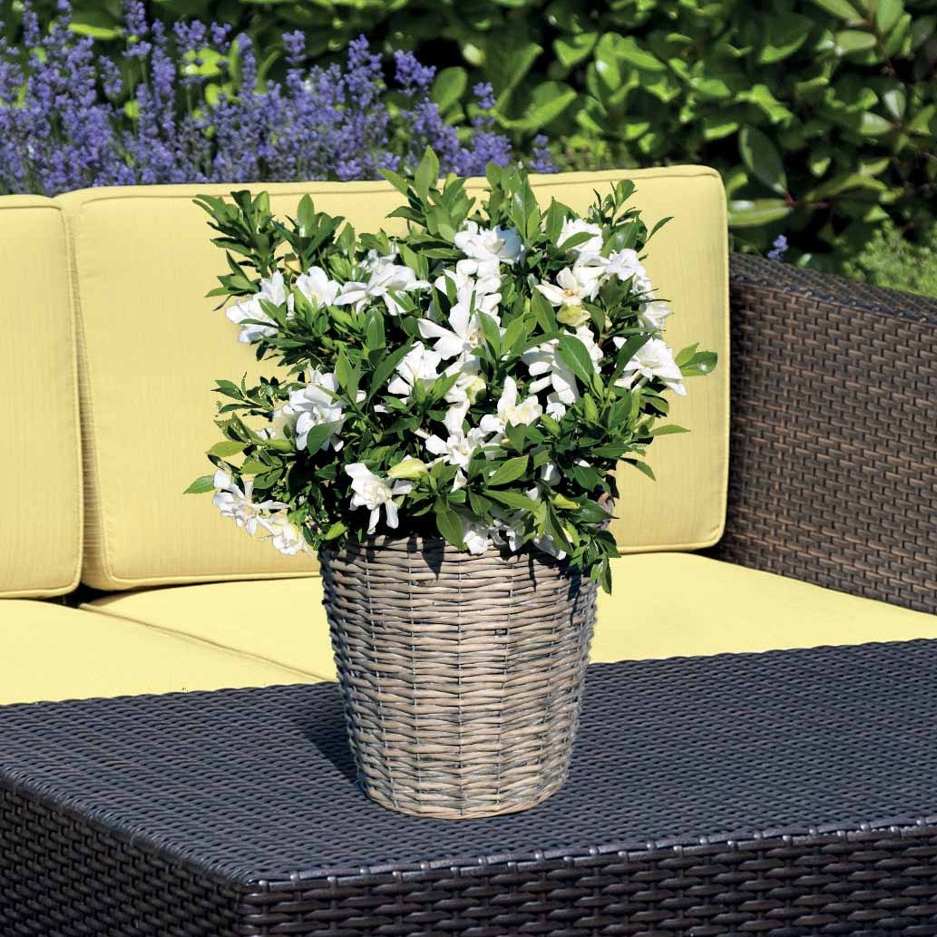 Bakker Gardenia Celestial Star arbuste pot 1,3L blanc parfumé
