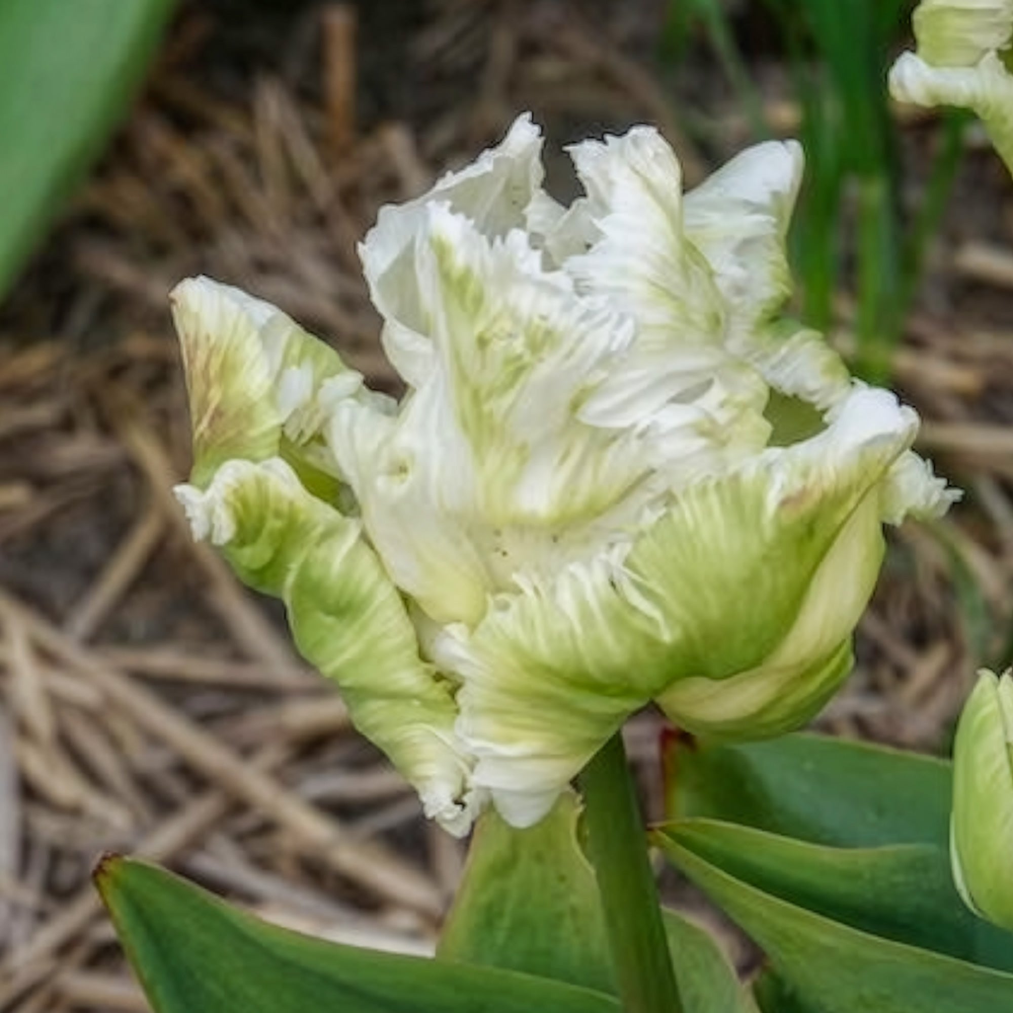 Bakker White Parrot tulipe perroquet blanche 7 bulbes 12cm