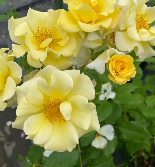 Michel Adam Yellow Breeze Adalusiako rosier buisson jaune