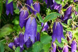 Passion Vivaces Campanula Sarastro campanule bleue pot 1 L