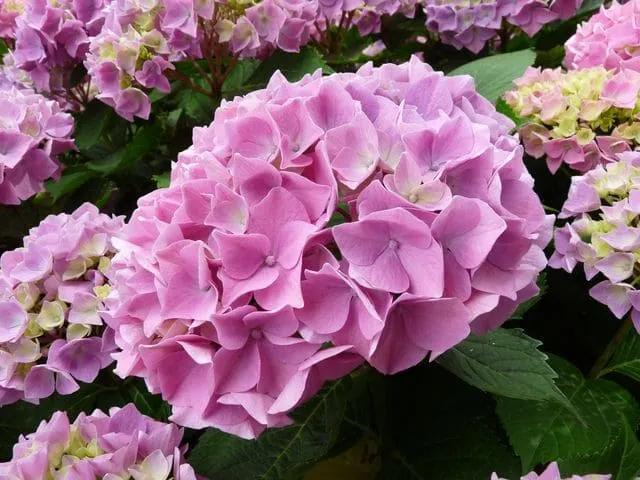 Les Hortensias du Haut Bois Kluis Superba hortensia boule rond