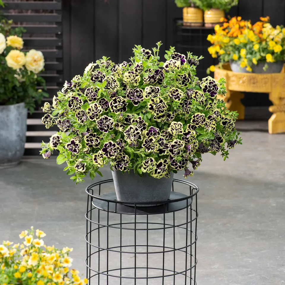 Bakker Pétunias Midnight Gold fleur double noir jaune 3 pots