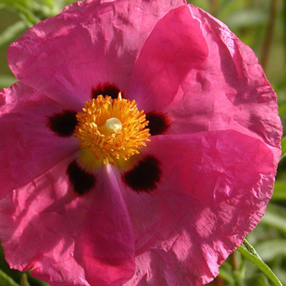 Bakker Ciste pourpre Cistus purpureus arbuste pot 8cm rose