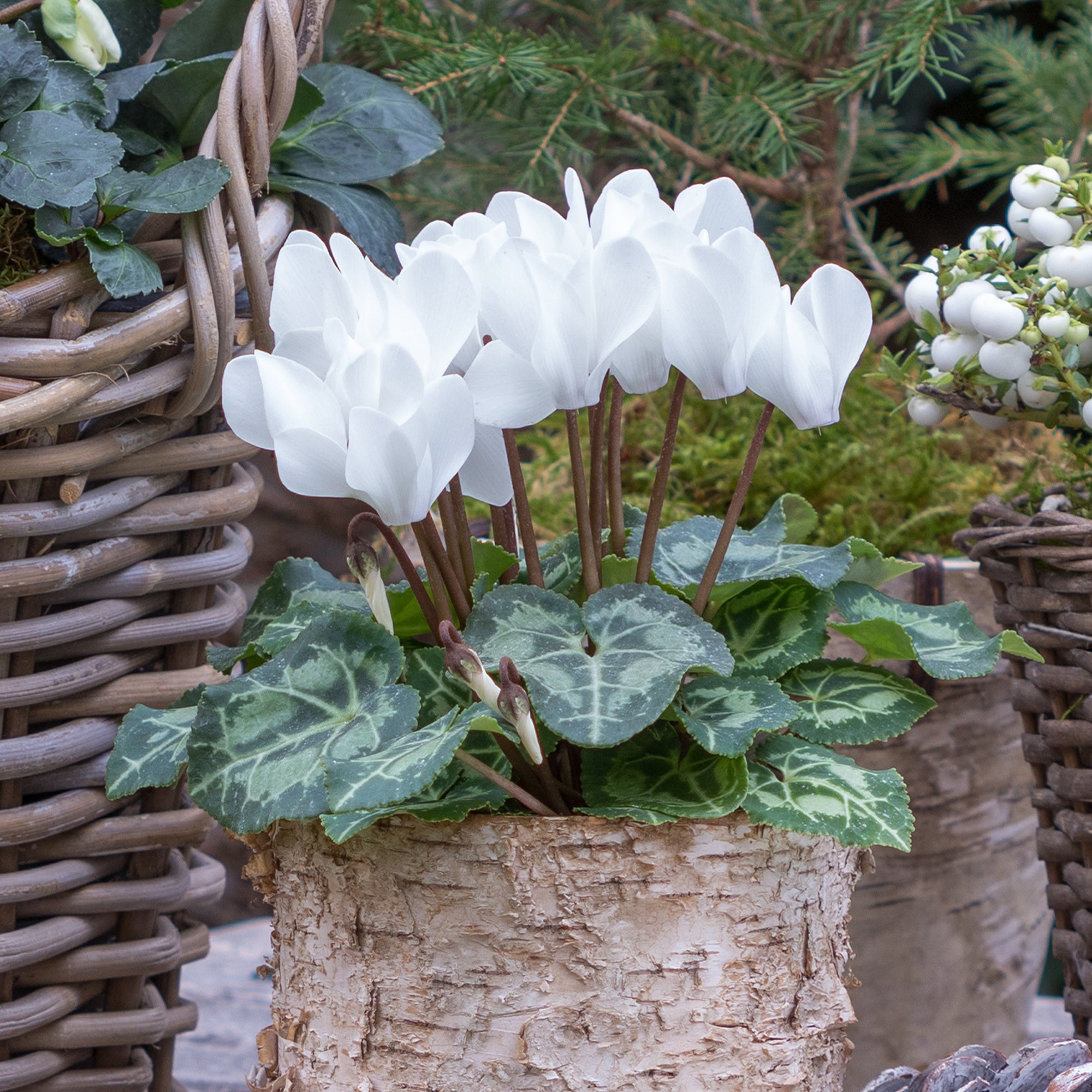Bakker Cyclamens blancs lot 3 pots 10.5cm fleur hiver