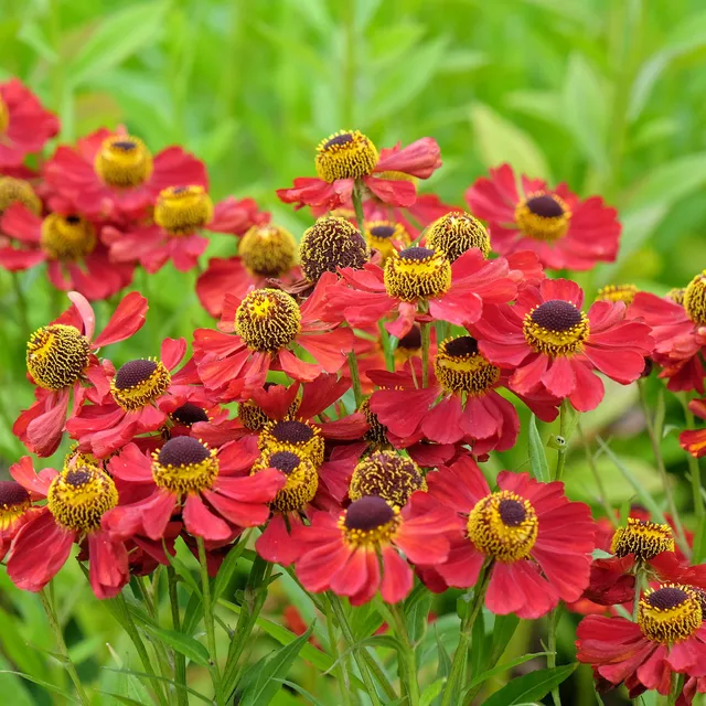 Bakker Hélénie Red Jewel plante vivace pot Ø 9cm rouge