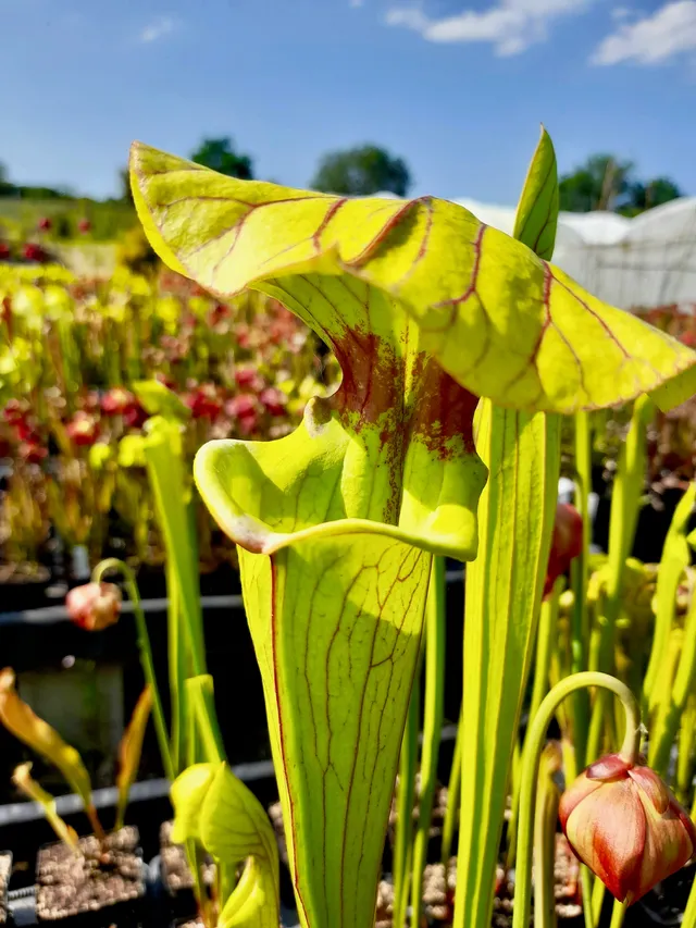 Carniflore Sarracenia Brook's Hybrid plante carnivore 1 point